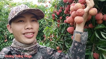 Vải thiều được mùa quả sai chĩu gốc  | Hoàng Thắng