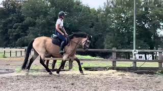 Spirit flatwork for sale
