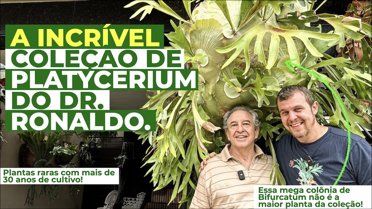 Conheça essa COLEÇÃO INCRÍVEL de PLATYCERIUM e uma excelente ideia para o inverno. (Parte 1)