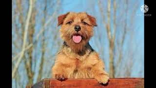 facts  about norfolk terriers