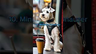 Top 10 smartest Dog breeds in the world  || smart dog breeds #scroll #viral #top10 #short #ytshorts