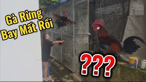 Gà rừng trong avi đã xổng chuồng, ăn thử cây bưởi trước cổng nhà - HVL