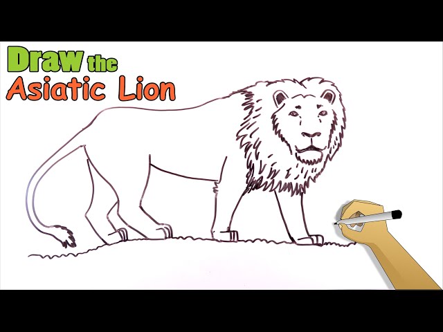 Asiatic Lion (Panthera leo leo) Dimensions & Drawings | Dimensions.com