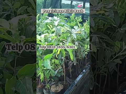 Hanya di Sini! Bibit Mangga Golek Berkualitas Super! (Proses Kirim)