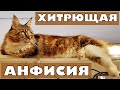 Кот Вилли, Арчик и супер-кошка Анфиса