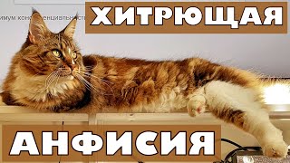 Кот Вилли, Арчик и супер-кошка Анфиса