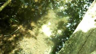 The sourcis of the SILE River, at Casacorba (TV) screenshot 2