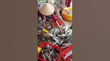 Những Chú Cá Bị Bắt Lên Bờ , Thuốc Cá Vuông,Cá Kiềng,Cá Nâu,Cá Chẽm ,.v.v. #fishing