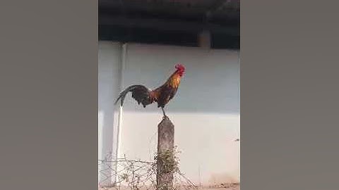 qaib dib yuav sab xeev khuam los.