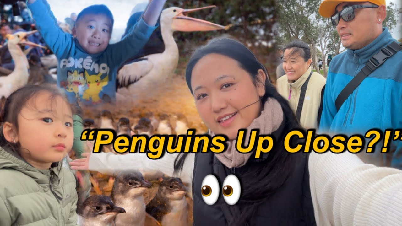 Phillip Island Trip Part 3 | Penguins Up Close 🐧