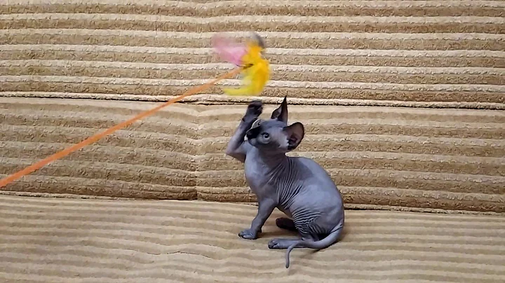Watch the video about "Lucky" Black Male Sphynx Kitten | Purring Sphynx