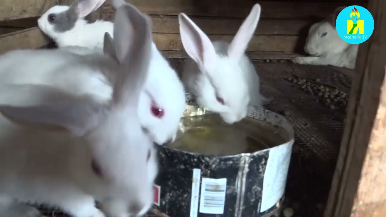 Ikigo Rabit Vision kiri i Bugenyuzi corora inkwavu za kijambere kikongera kigatanga inyigisho