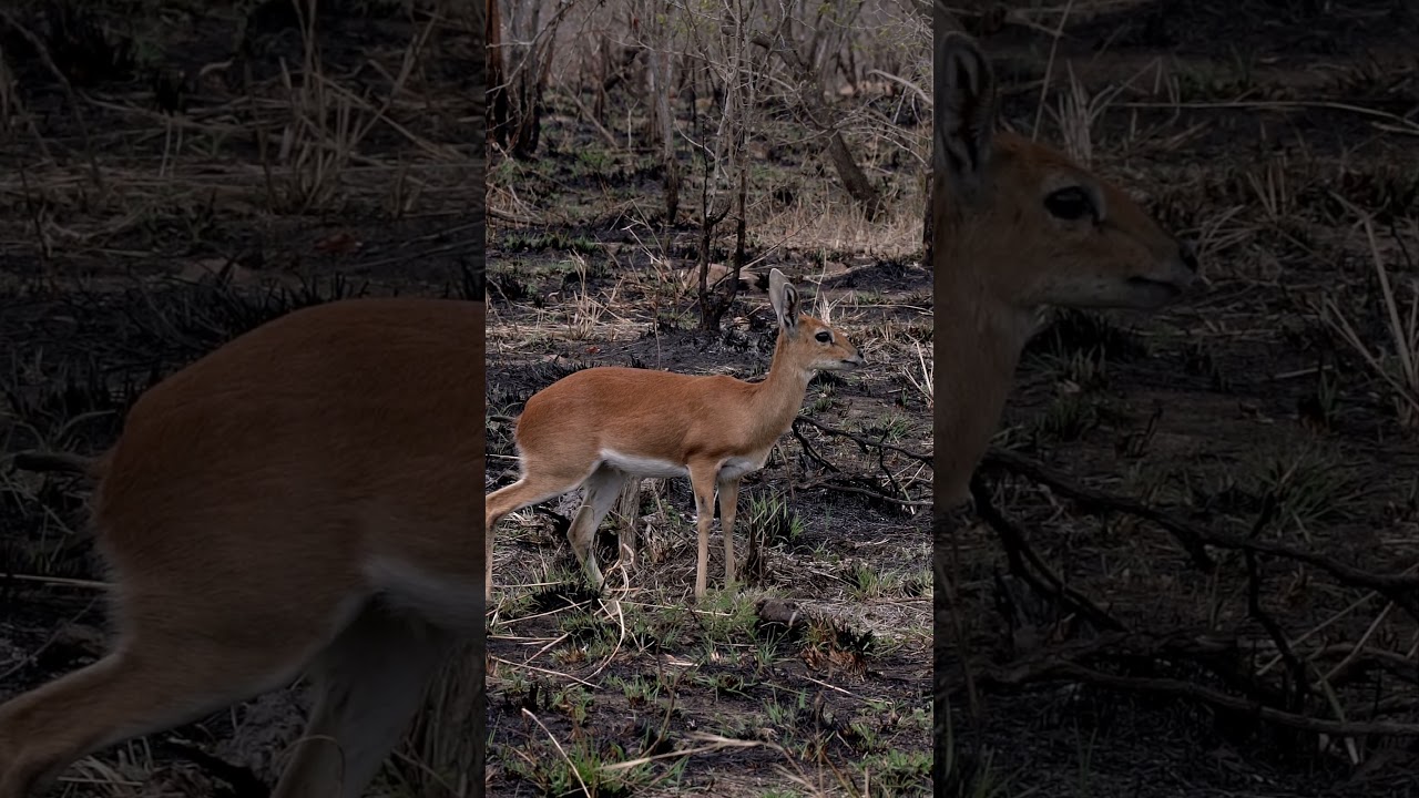 Steenbok at Kruger National Park, South Africa.