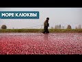 Клюква в Полесье. Вот так собирают «красное золото»!