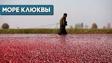 Клюква в Полесье. Вот так собирают «красное золото»!