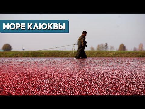 Клюква в Полесье. Вот так собирают «красное золото»!