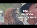 Что угрожает редким птицам в Кыргызстане?