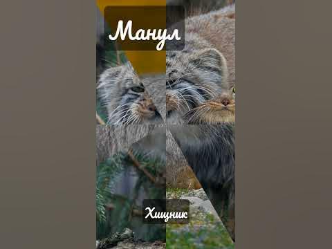 Манул, дикий кот, красная книга России - YouTube