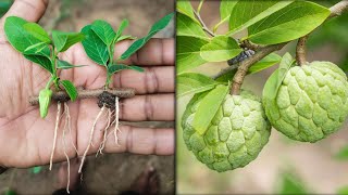 How to grow sugar apple tree from cuttings 100% success