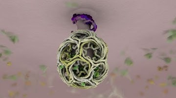 Building Bubbles: Surprising insights into how molecules move in and out of cells