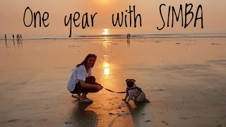 Being a Dog Mom for a year | Things I learnt about PET CARE