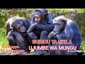 SHINHU YA NKILA UJUMBE WA MAPUNGU Mpya 2026 By Edward Tura Nyimbo Asili