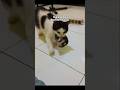 Nyuruh Emak Ngurusin Anaknya #shorts #cat #kucing #animals #funny #pets #kitten #lucu