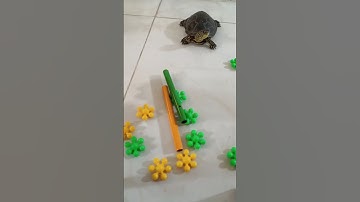 taco turtle playing with 📿 #asmr #turtle #oddlysatisfying #satisfying #cute