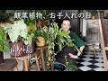 観葉植物、お手入れの日。