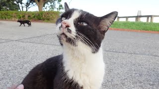 【猫集会】海辺の公園に住む猫達、道行く人に可愛さをアピール
