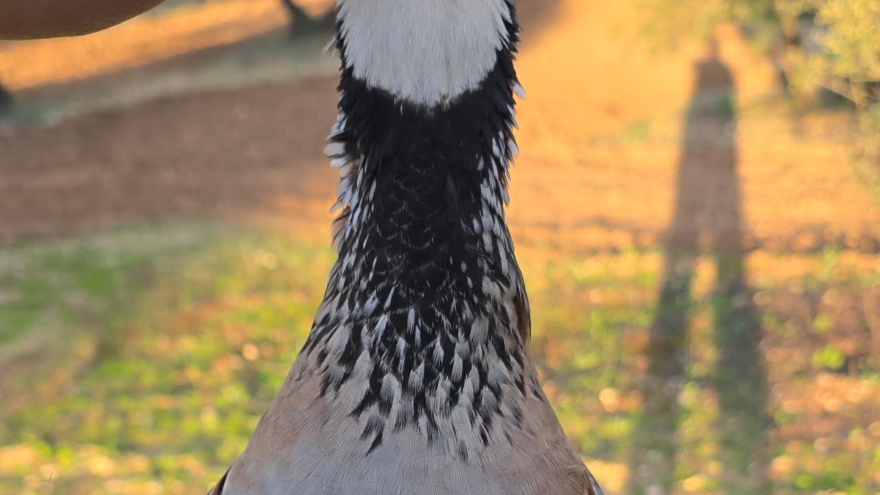 Pollo llamado Baldio