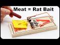 How to catch more rats  why you should use meat as bait