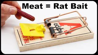 How To Catch More Rats - Why You Should Use Meat As Bait. by Shawn Woods 22,784 views 1 month ago 1 minute, 43 seconds