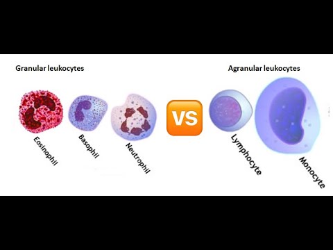 Granular vs agranular leukocytes with test questions