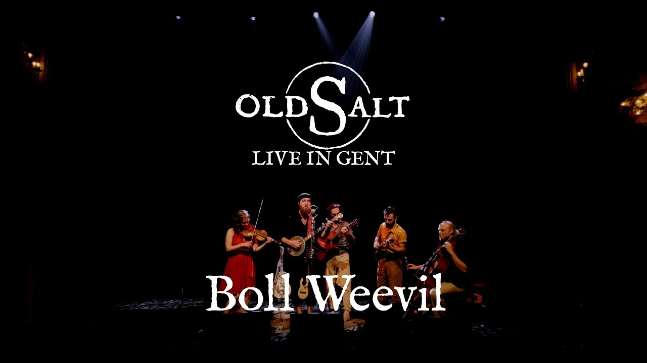 Watch Boll Weevil - Old Salt - Live in Gent on YouTube Watch Boll Weevil - Old Salt - Live in Gent on YouTube