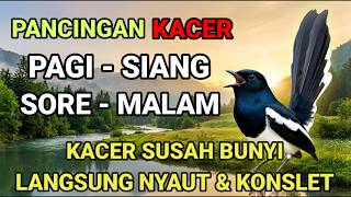 PANCINGAN MASTERAN TERAPI KACER APAPUN LANGSUNG ON NYAUT NGEPLONG KONSLET BUKOR DAN DONGKRAK EMOSI