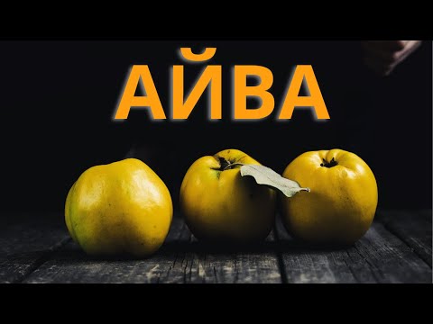 Полезные свойства и вред айвы. Рецепты приготовления варенья из айвы