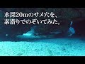 サメ穴を覗く｜沖縄の穴場シュノーケリングビーチ「アポガマ」でスキンダイビング（202201）