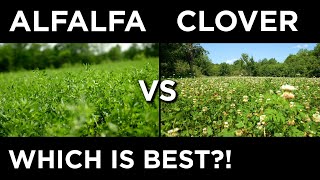 Alfalfa VS Clover! | Which One Should You Plant?!
