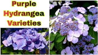15 Beautiful Types Of Purple Hydrangea Flower to Grow/Purple Hydrangeas Flowers Varieties
