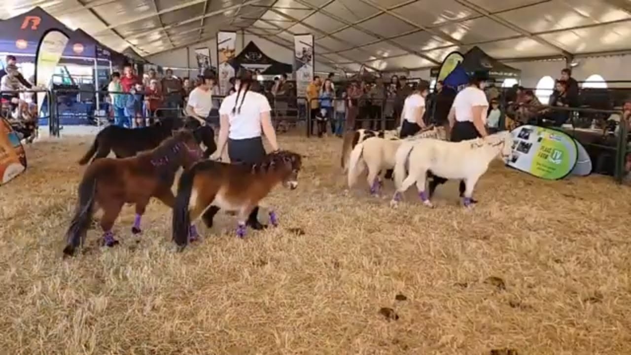 South African Miniature Horse Breed Society by KragDag 2023.