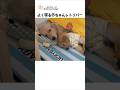 よく寝る赤ちゃんレトリバーの日常