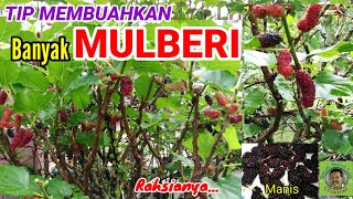 TIP MEMBUAHKAN MULBERI