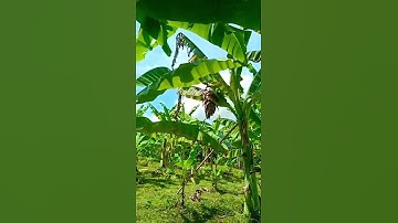 Raglai Farm Chuối Mồ Côi Chuối Cô Đơn thần dược của bà con đồng bào Raglai Phước Bình Ninh Thuận