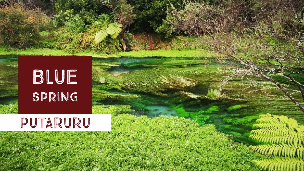 Crystal Clear Wonders Exploring New Zealand's Blue Spring in Putaruru