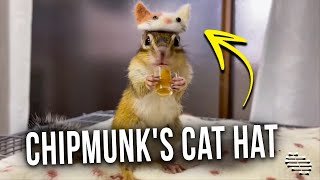 Owner Puts a Mini Cat Hat on a Chipmunk as It Enjoys a Snack