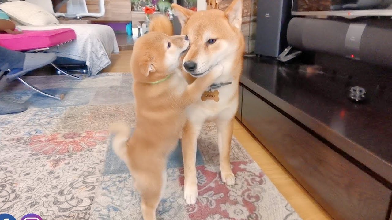 I've never seen a Puppy hugging his Dad like this ❤️🥺 As if he knows he is leaving his nest soon