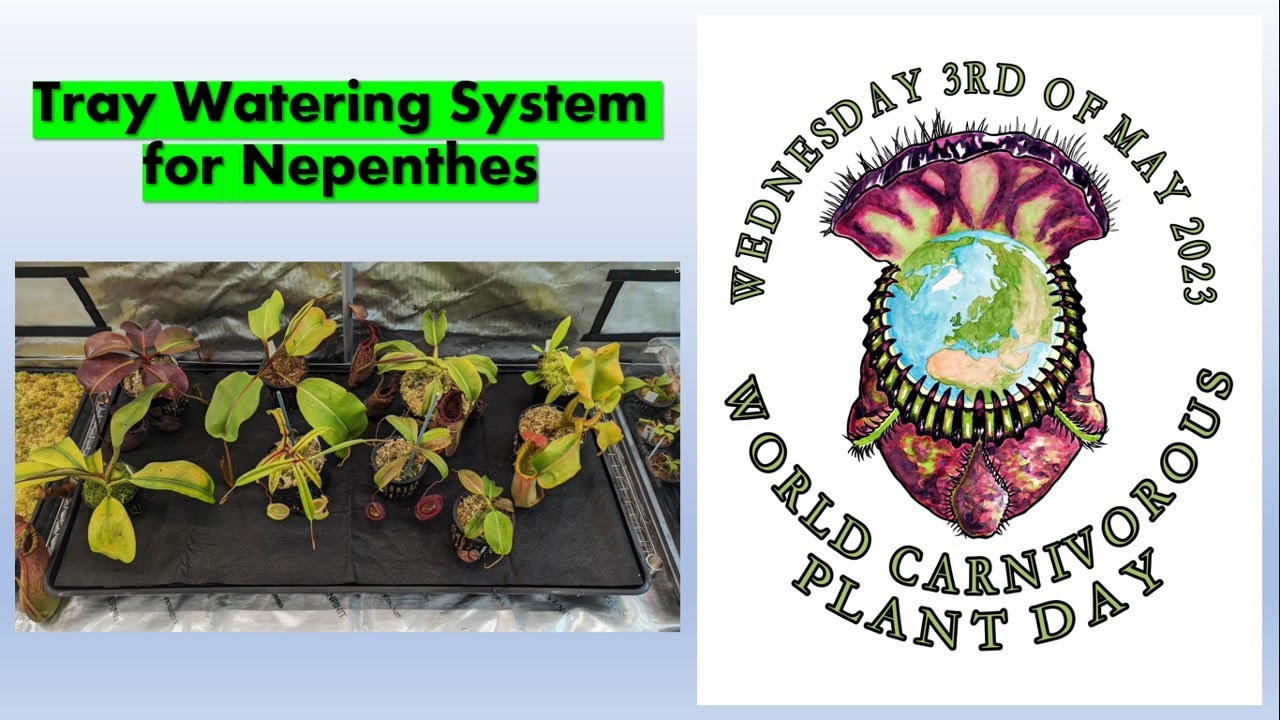 Tray Watering Method for Nepenthes