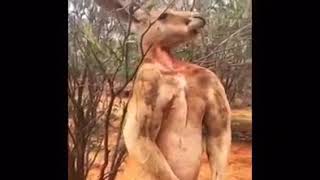 Bodyci Kanguru Süper Düblajlar Vol 14