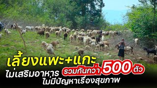 เลี้ยงแพะ+แกะ รวมกันกว่า 500 ตัว ไม่เสริมอาหาร ไม่มีปัญหาเรื่องสุขภาพ